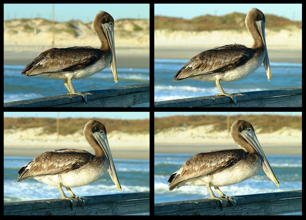 (55) pelican montage.jpg   (1000x720)   300 Kb                                    Click to display next picture